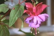 French botanics