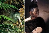 Maori dictionary