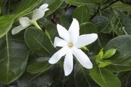 Tahitian translation