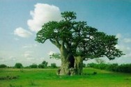 Wolof translation